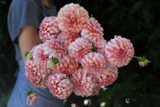 Dahlia Tuber Giveaway - Floret Flowers