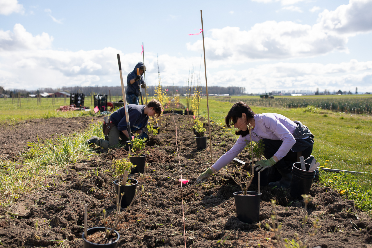 Hadge Rows Planting Hedges & Hedgerows to Invite Wildlife - Floret Flowers
