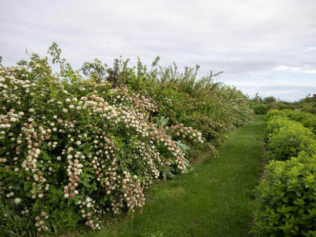 Hedges and hedgerows at Floret
