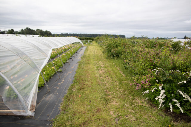 Hedgerow