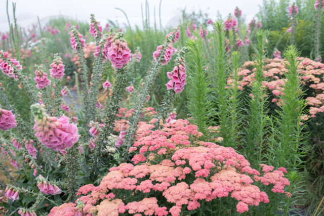 The Best Cut Flower Varieties to Grow in a Pollinator Garden