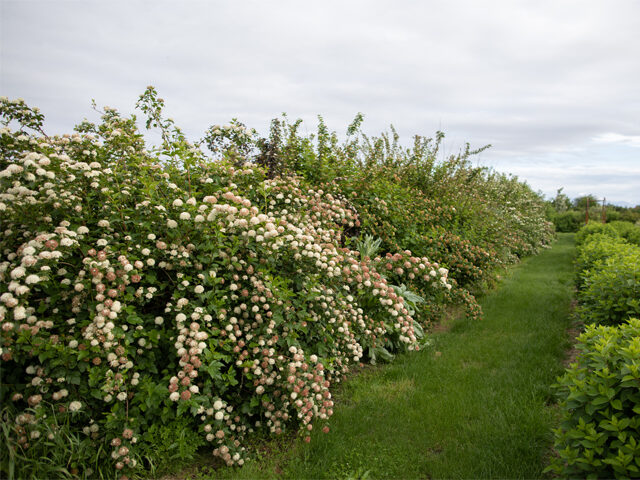 Hedge of ninebark at Floret
