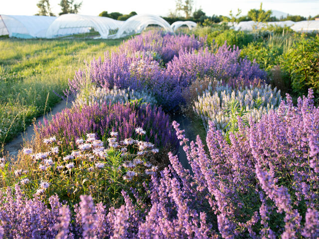 Purple pollinator strip at Floret