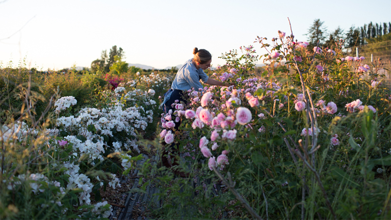 Erin Benzkein harvesting roses from the rose collection at Floret