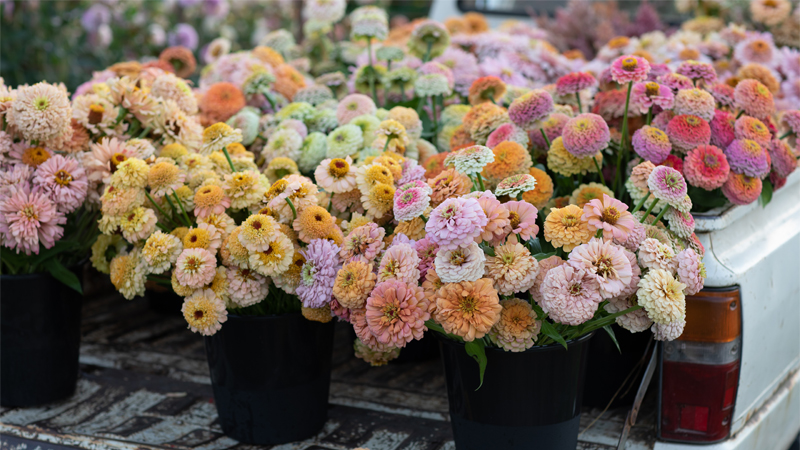Buckets of colorful zinnia blooms fill the back of the Floret truck