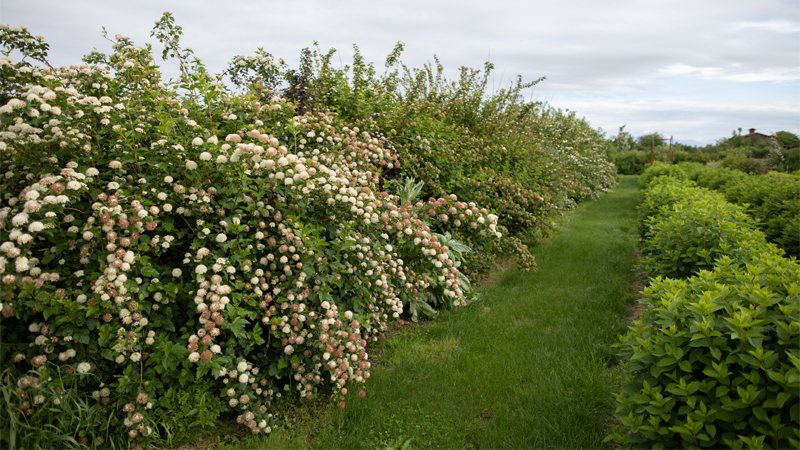 A hedgerow at Floret filled with blossoms