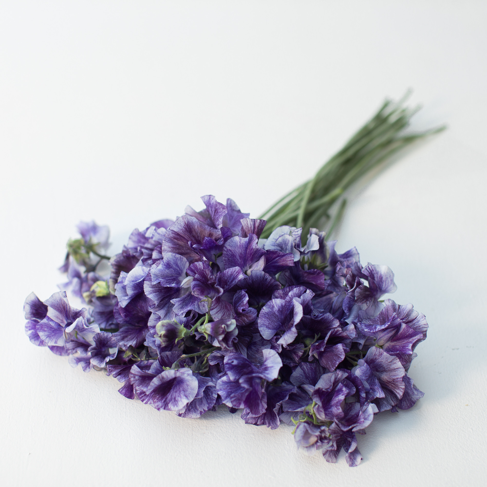 Floret_Sweet-Pea_Mr-P_IMG_7195