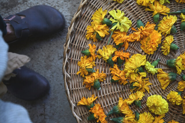 Author Interview: Sara Larson Buscaglia - Floret Flowers