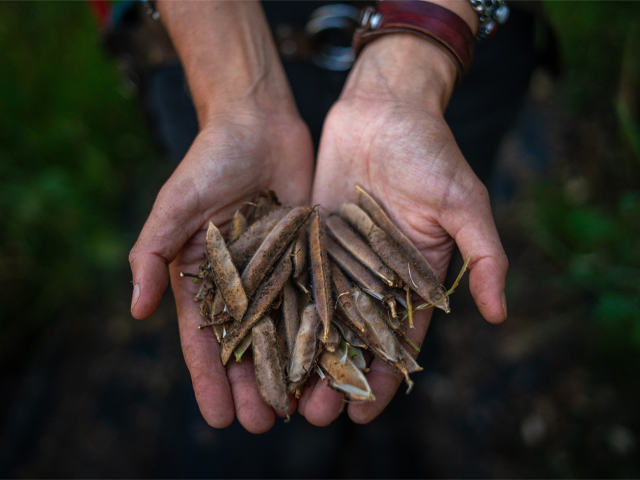 Erin Benzakein holding a handful of harvested sweet pea pods