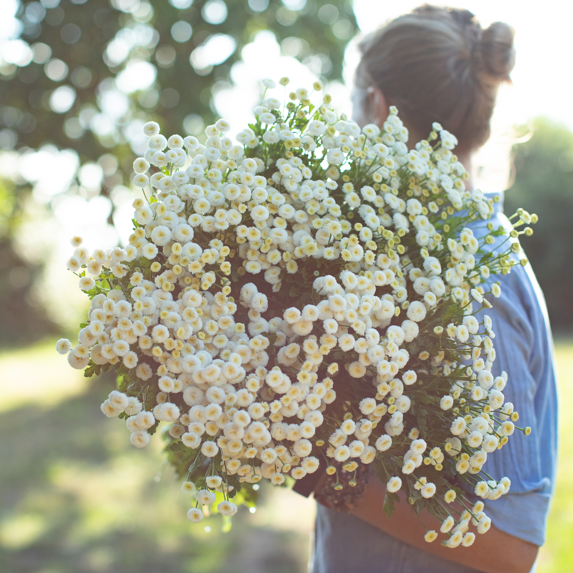 Feverfew_Vegmo_Snowball-7579