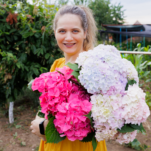 Diana Codrean with an armload of hydrangea blooms