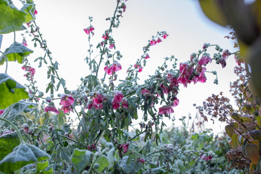 Meet the 2024 Floret Scholarship Winners Floret Flowers