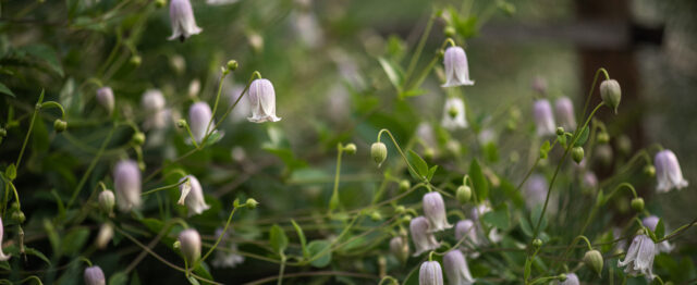 Clematis growing in Alla Olkhovska's garden
