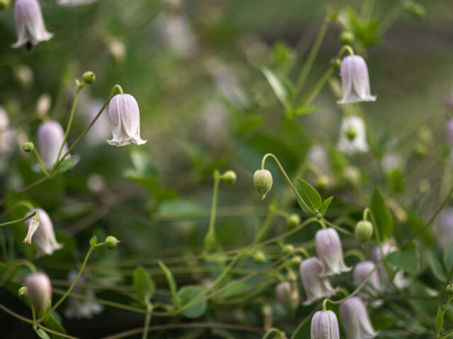 Clematis growing in Alla Olkhovska's garden