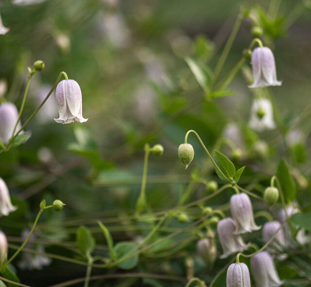 Clematis growing in Alla Olkhovska's garden