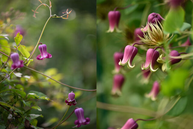 Sprouting hope: Mountain Rose Herbs launches seed stewardship