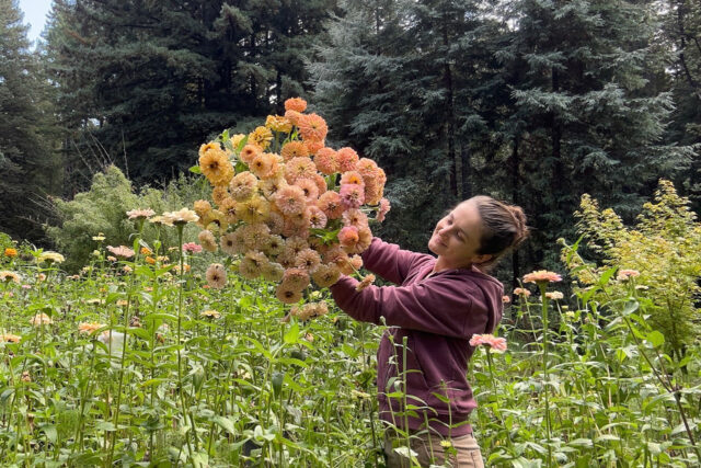 Kori of Dawn Creek Farm holds up a handful of breeding zinnias