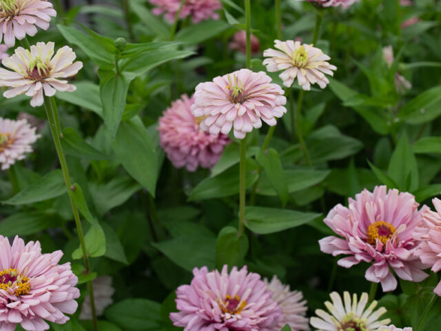 Pinked toned zinnia blooms growing in the field