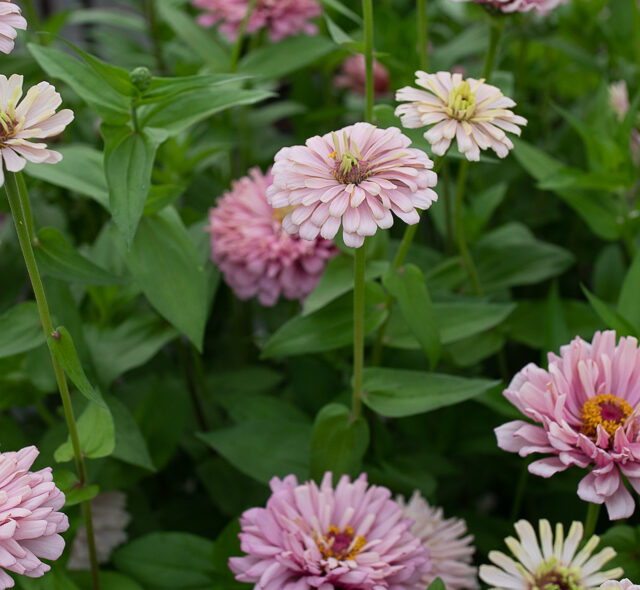 Pinked toned zinnia blooms growing in the field