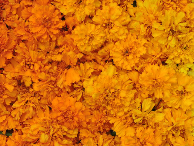 An overhead of marigold blooms in shades of orange and yellow