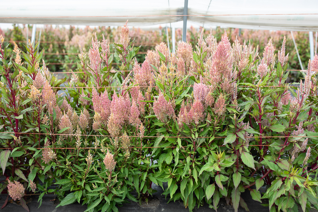 How to Grow Celosia Floret Flowers