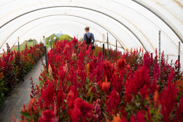 Celosia plant discount