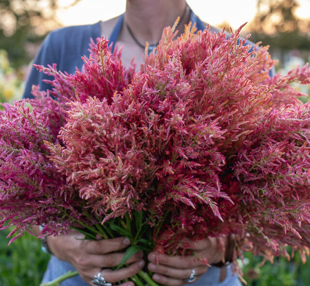 An armload of Celosia ‘Spun Sugar’