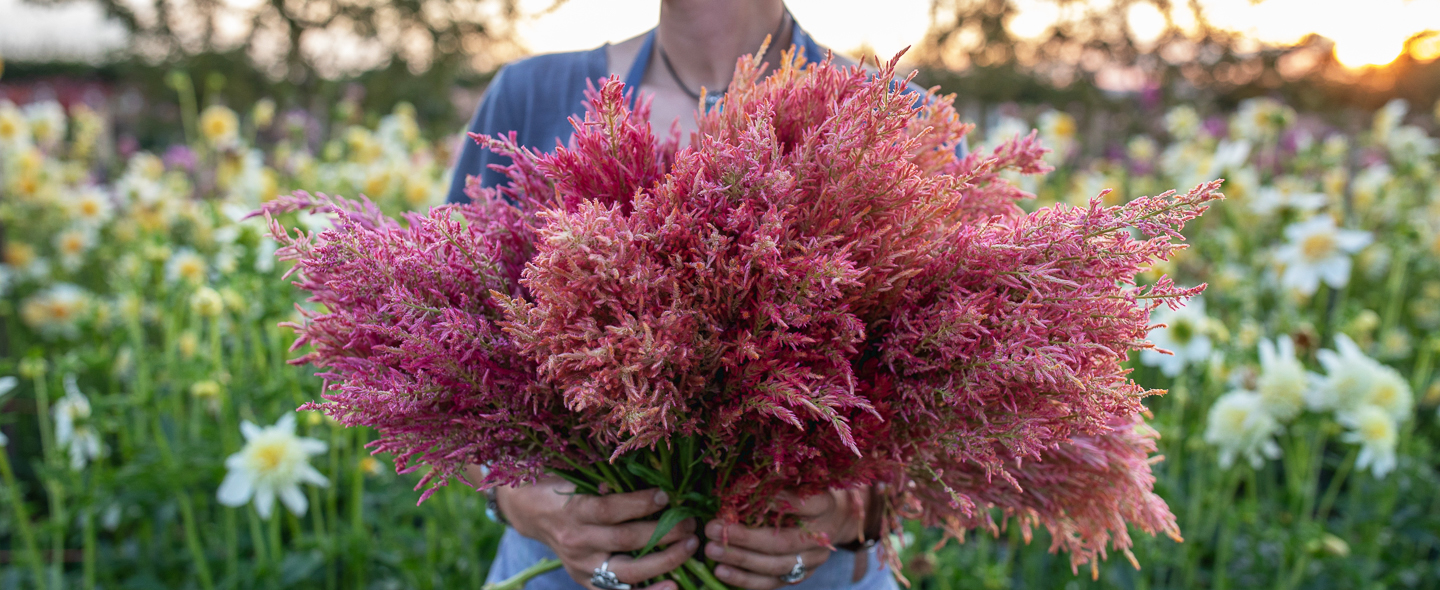 How to Grow Celosia - Floret Flowers, image size:1440x590