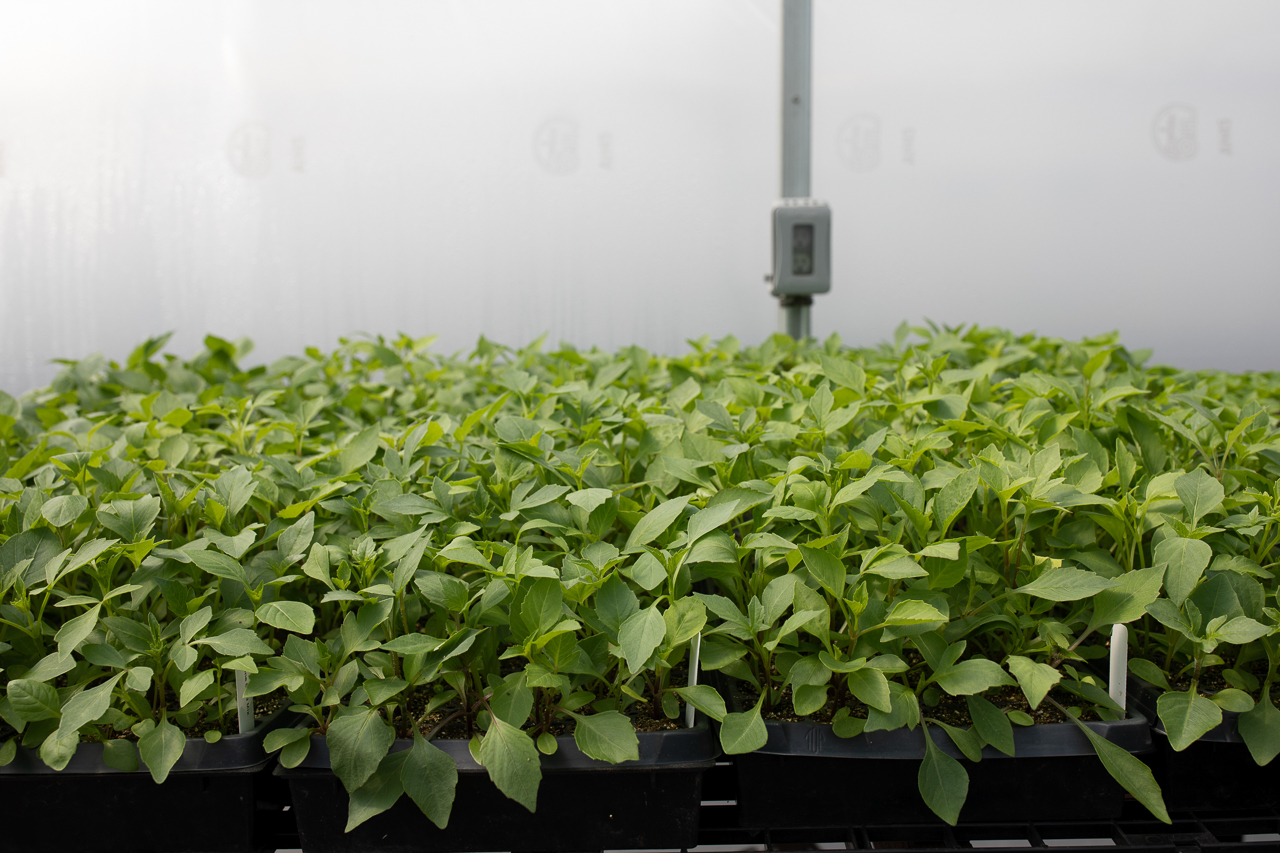 How to Grow Dahlias from Seed Floret Flowers