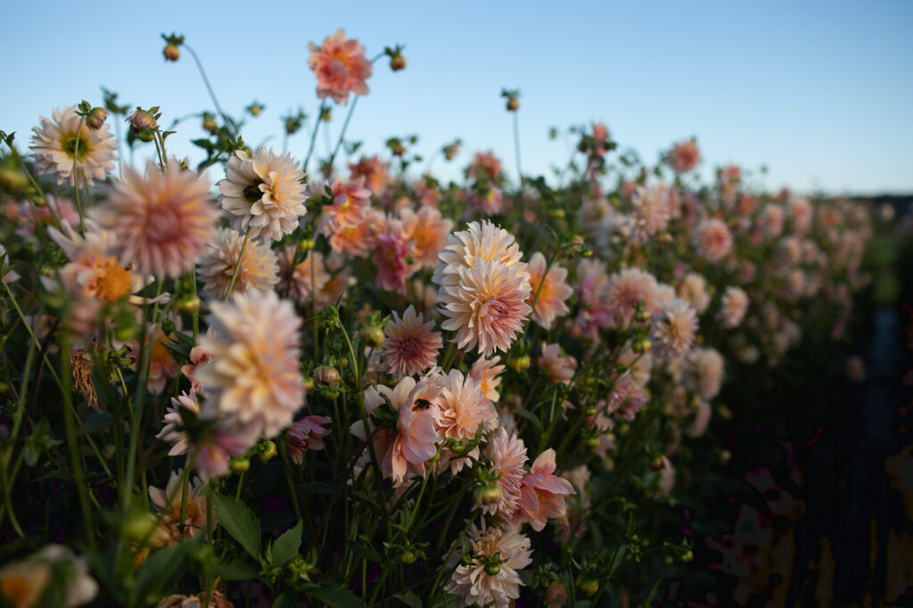 How to Grow Dahlias from Seed Floret Flowers