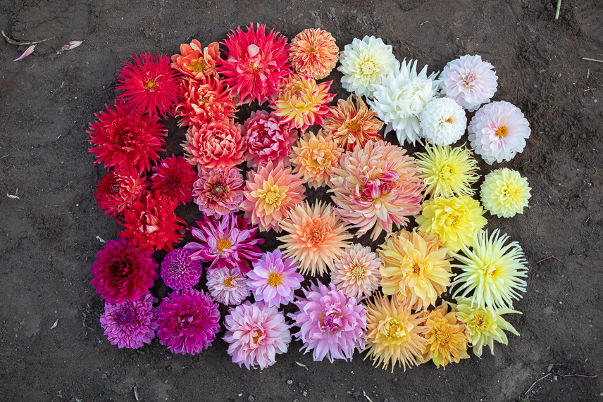 How to Grow Dahlias from Seed Floret Flowers
