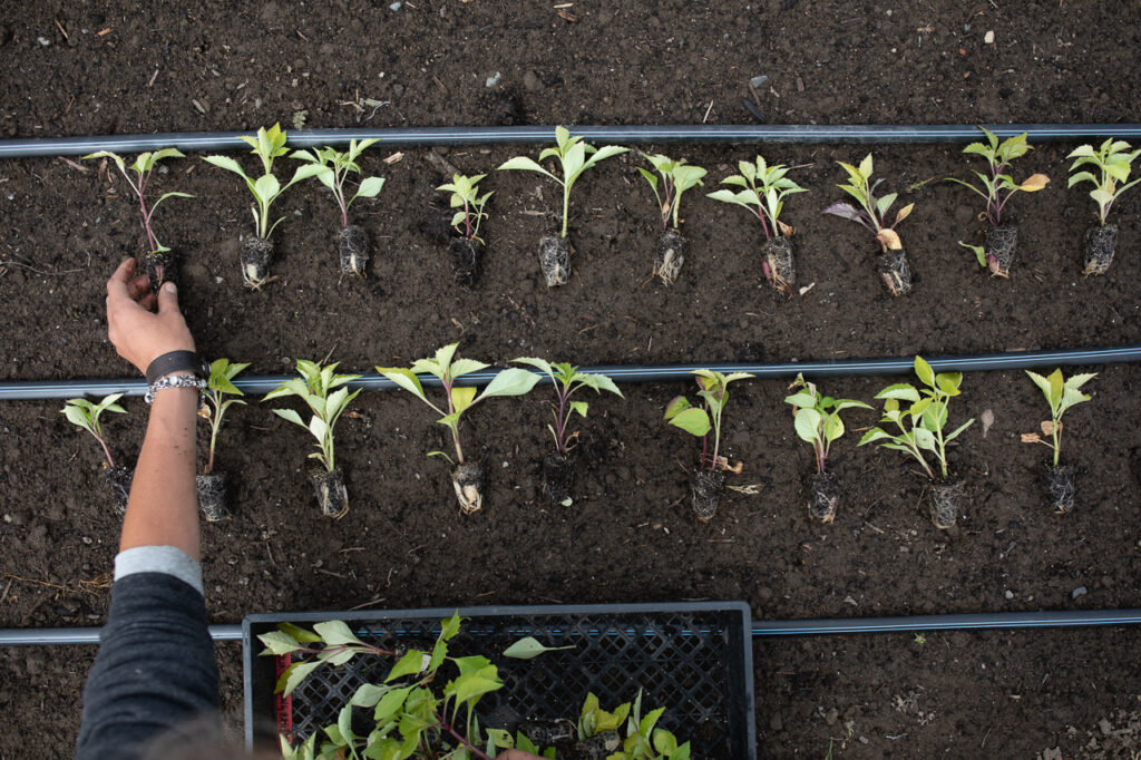 How to Grow Dahlias from Seed Floret Flowers