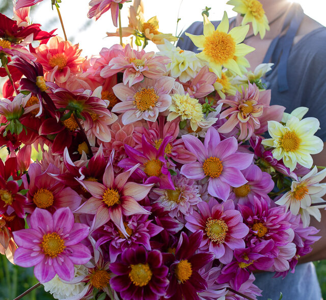 Floret Flowers - We are a small family farm in Skagit Valley, WA – Floret  Flower Farm
