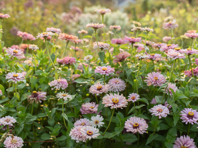 Zinnias in shades of pink and purple growing in the field at Floret