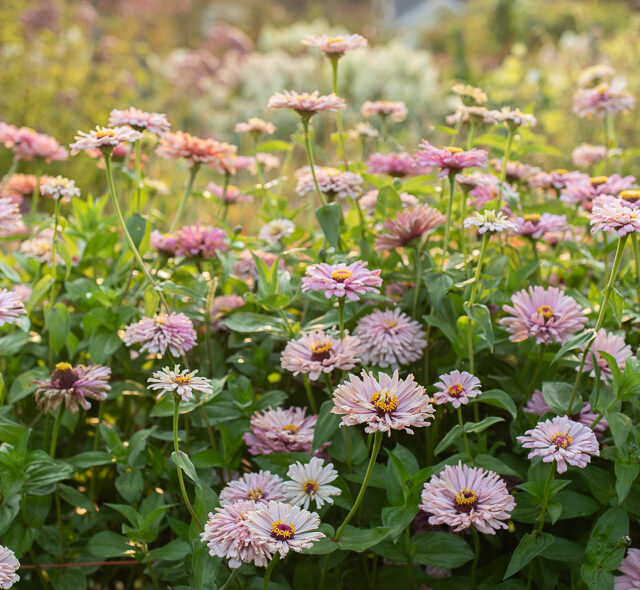 Zinnias in shades of pink and purple growing in the field at Floret