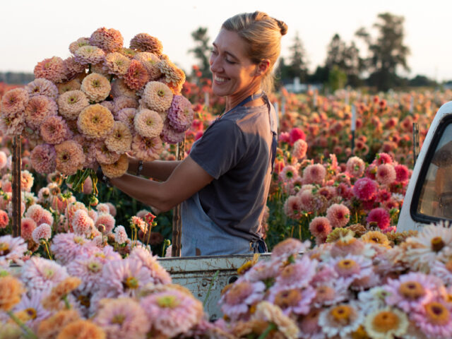 Erin Benzakein with an armload of Floret Original zinnia blooms