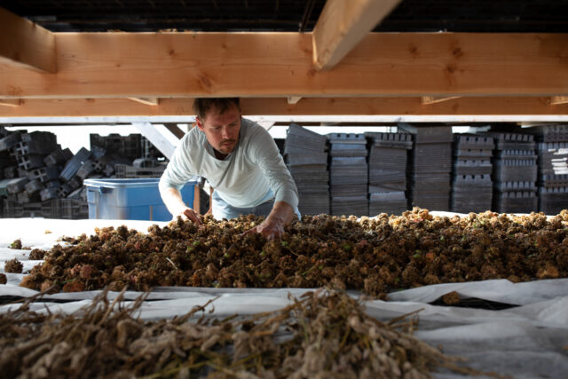 Eric Budzynski checking on seeds pods laid out to dry