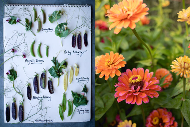 Species Spotlight - Hibiscus - Edge Of The Woods Native Plant Nursery, LLC