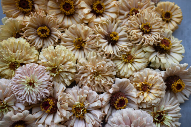 Meet the Floret Originals - Floret Flowers
