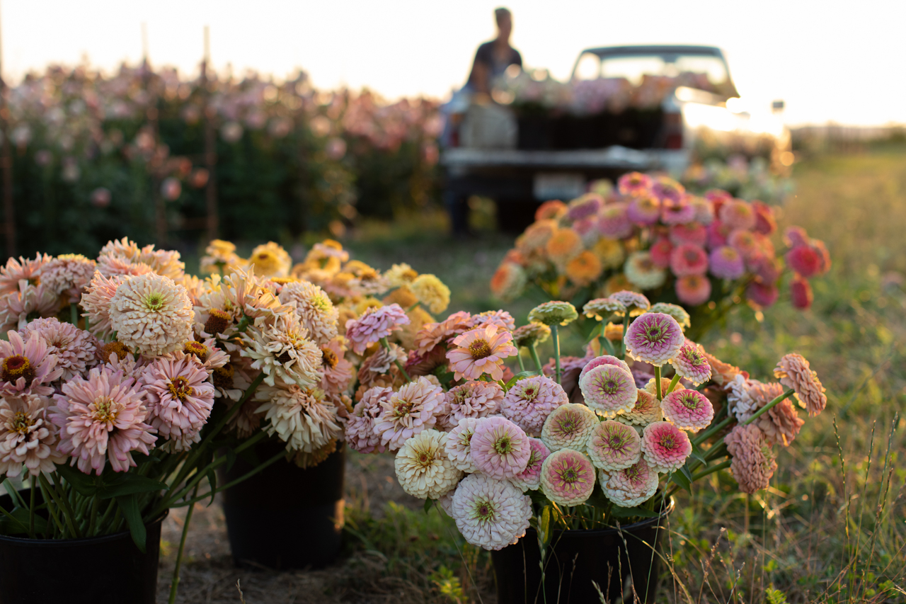 Meet the Floret Originals Floret Flowers