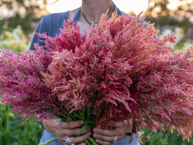 Erin Benzakein with two handfuls of celosia