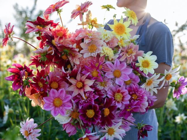 Erin Benzakein with an armload of dahlia blooms