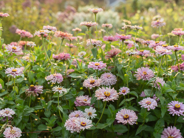 Zinnias growing in the field