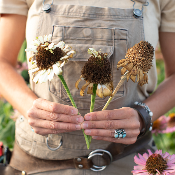 Erin Benzakein holding zinnia seed heads