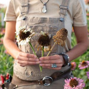 Erin Benzakein holding zinnia seed heads