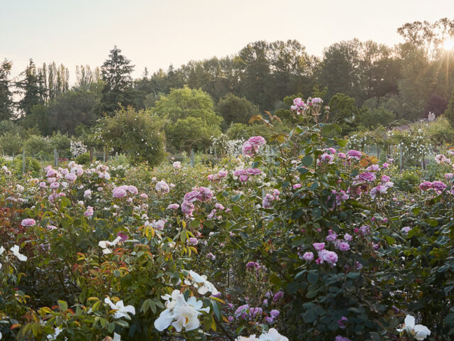 The rose garden at Floret