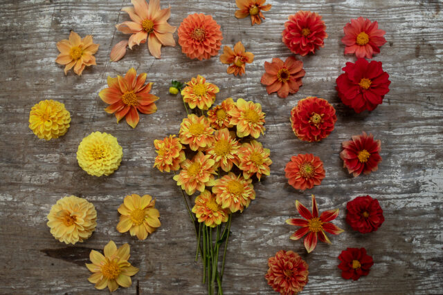 Dahlia Coseytown Honeypot and babies overhead