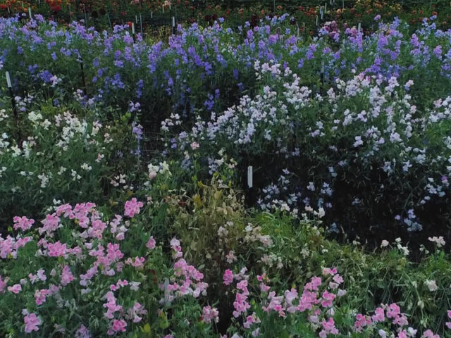 Sweet peas growing in the field at Floret