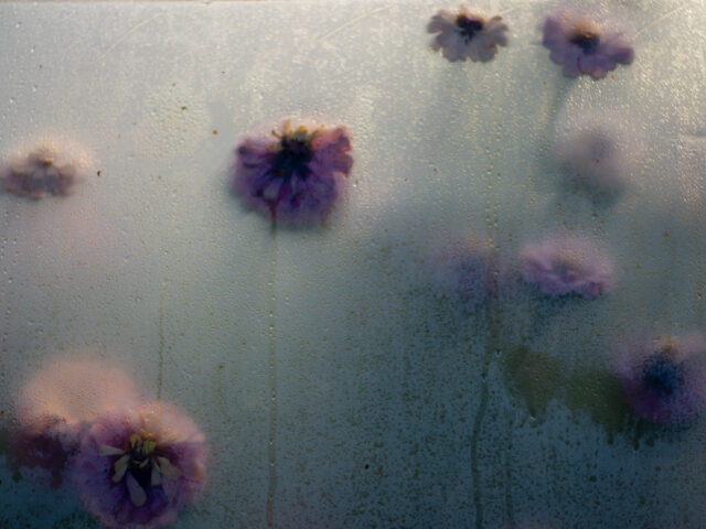 Zinnia blooms pressed against the wall of a greenhouse