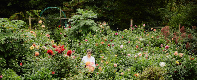Frances Palmer harvesting dahlia blooms from her garden
